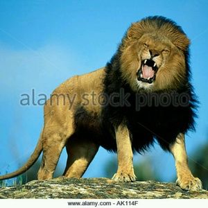 Meet your Posher, Tony